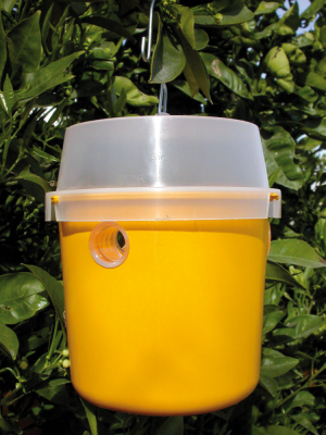 Insektenvernichter Tephri Trap